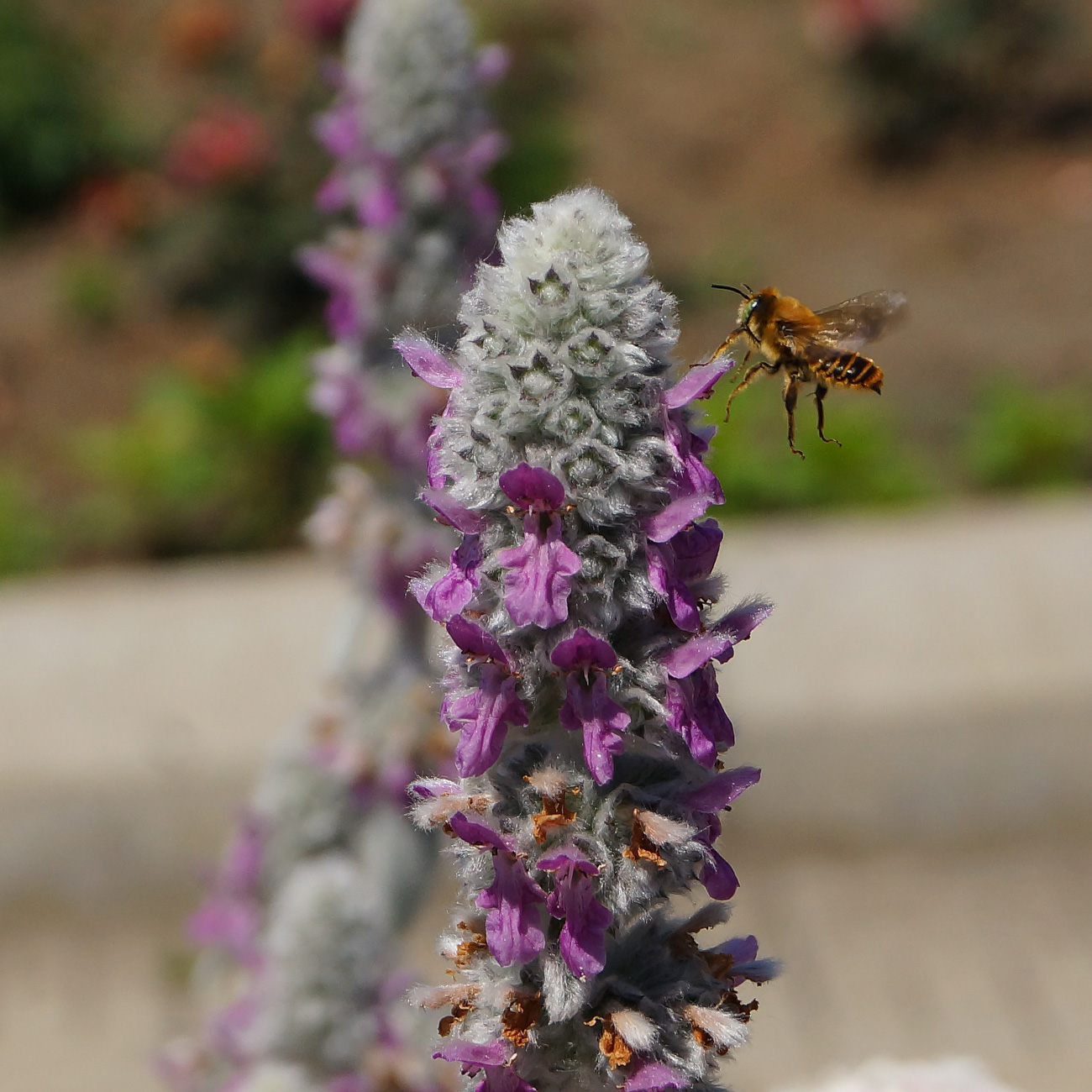 Изображение особи Stachys byzantina.