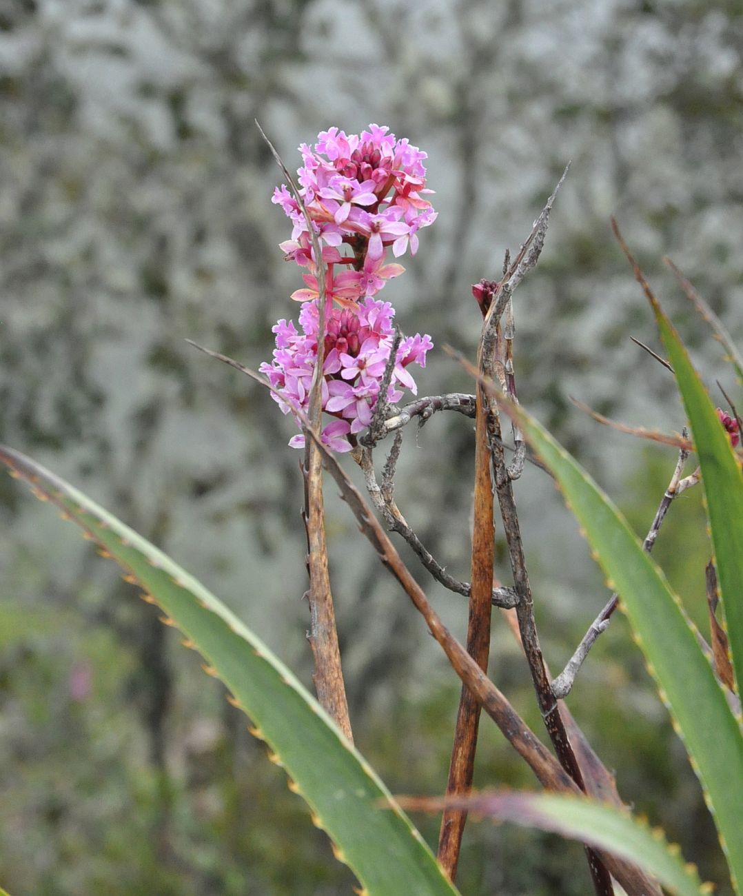 Image of Epidendrum secundum specimen.
