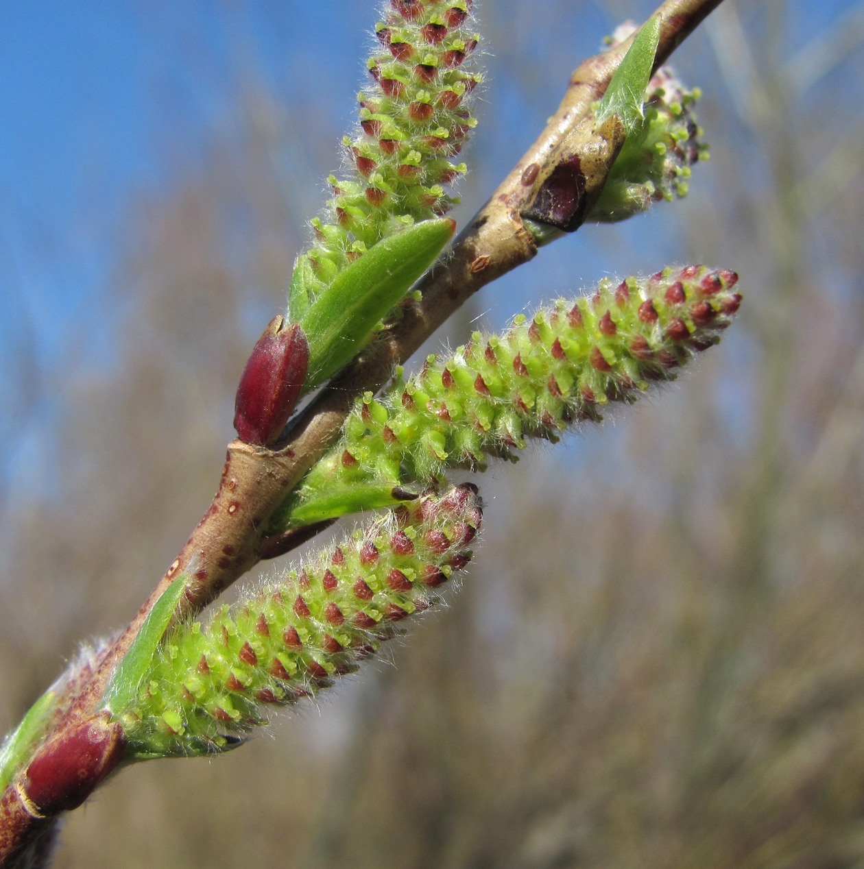 Image of Salix elbursensis specimen.