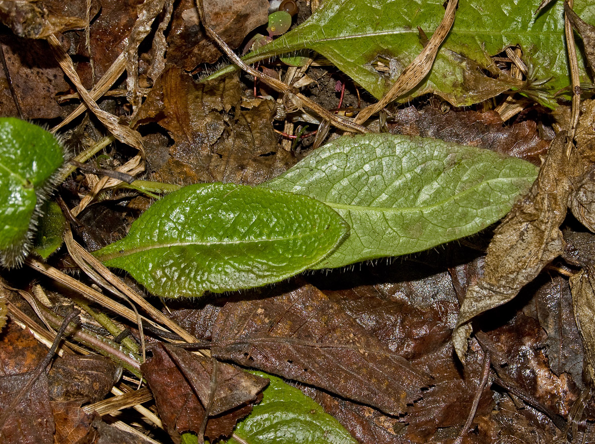 Image of class Magnoliopsida specimen.