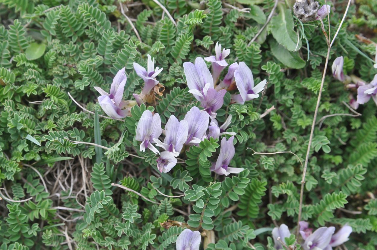 Image of Astragalus levieri specimen.