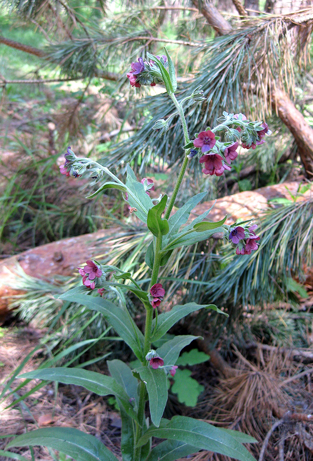 Изображение особи Cynoglossum officinale.