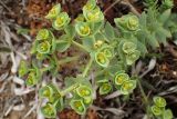 Euphorbia paralias. Опутанное паутиной соцветие с завязавшимися плодами. Греция, Эгейское море, восточное побережье о-ва Парос, окр. пос. Γλιφάδες (Глифадес); берег моря, за пляжем. 16.04.2018.