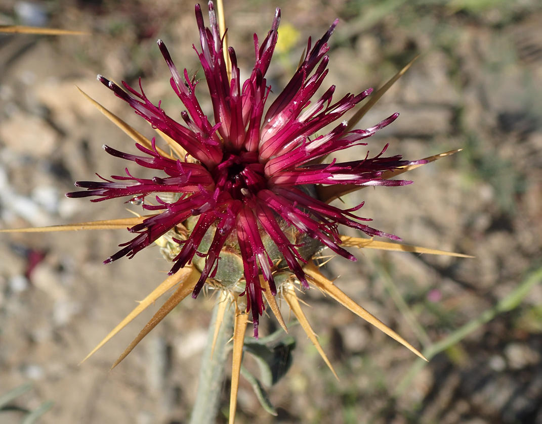 Image of Centaurea laconica specimen.