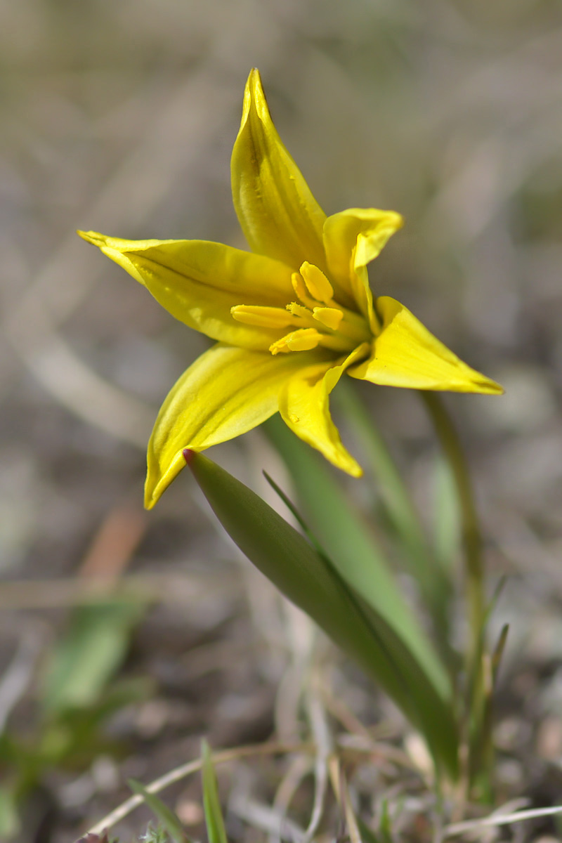 Image of Tulipa heterophylla specimen.