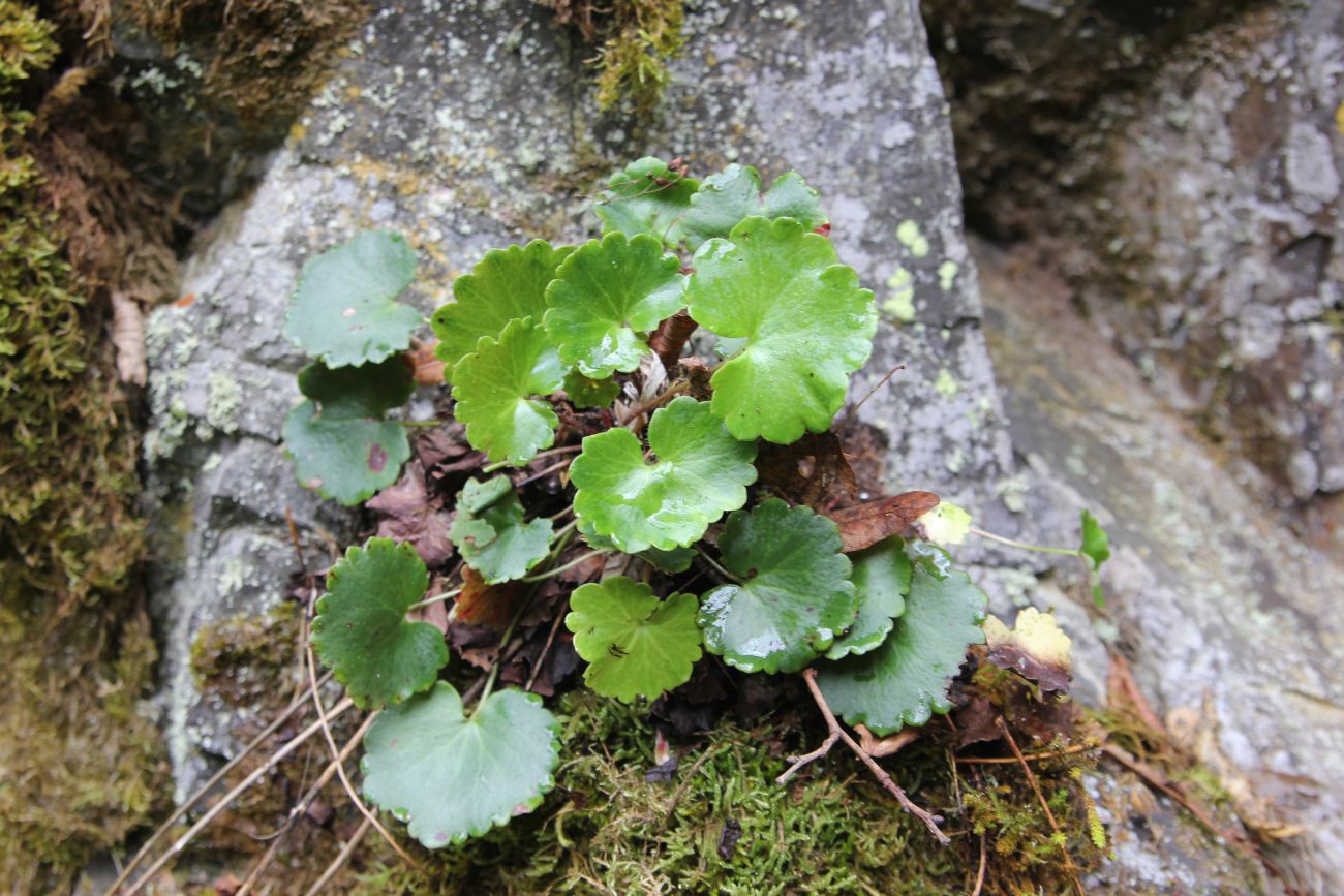 Изображение особи Saxifraga repanda.