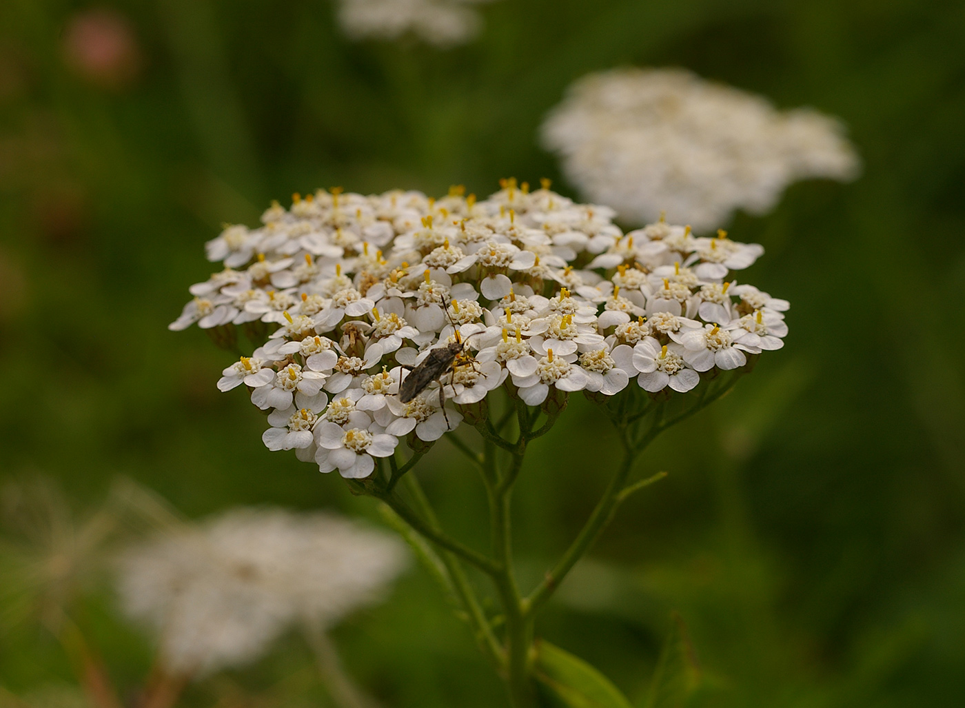 Image of Achillea millefolium specimen.