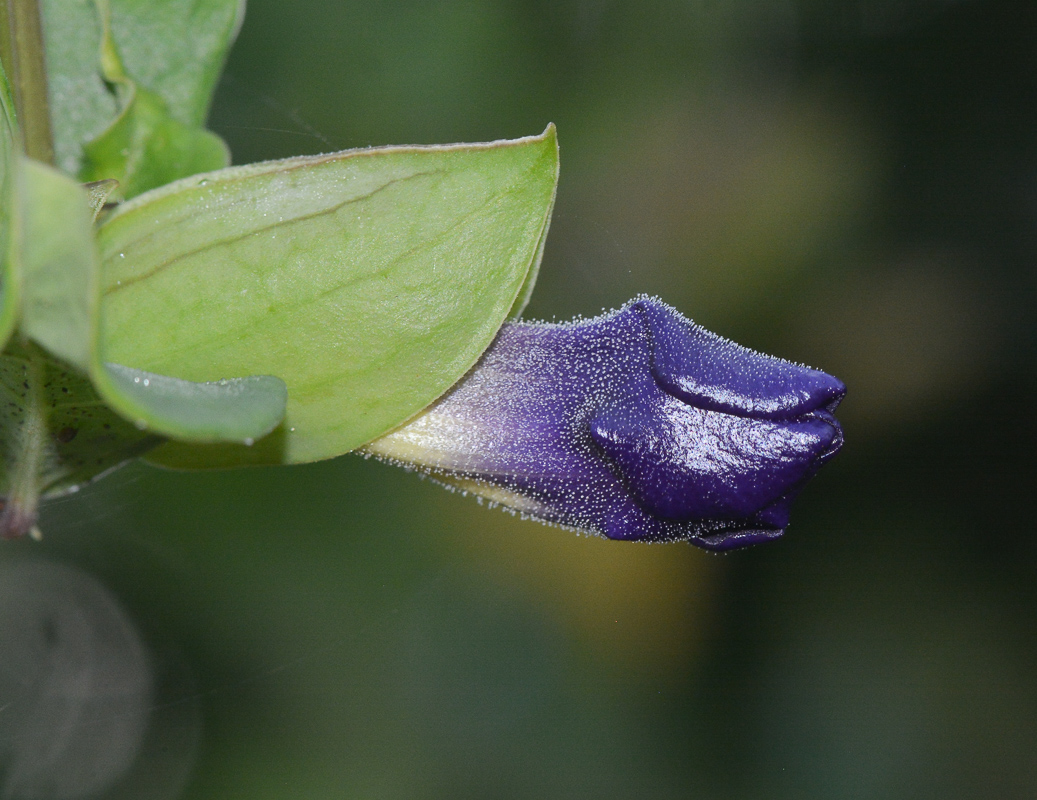 Image of Thunbergia erecta specimen.