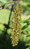 Gleditsia triacanthos. Распускающееся соцветие. Узбекистан, г. Ташкент, пос. Улугбек, санитарно-защитная зона. 04.05.2019.