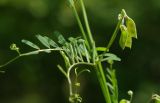 Vicia hirsuta