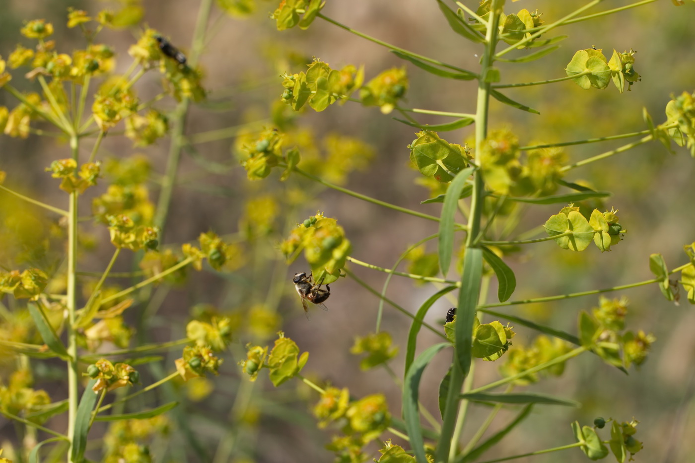 Image of Euphorbia jaxartica specimen.