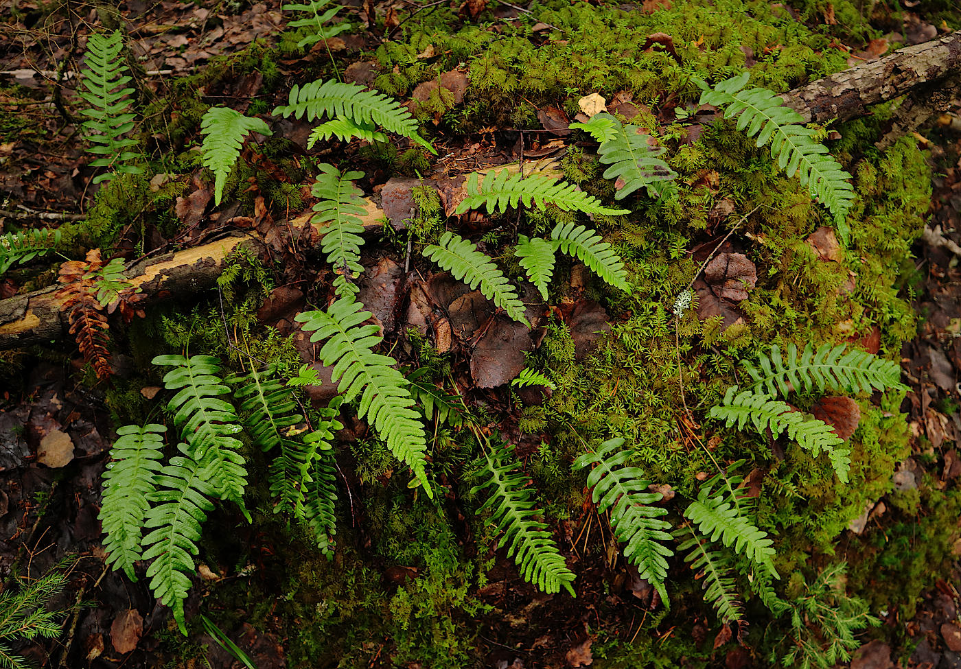 Изображение особи Polypodium vulgare.