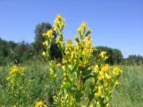 Solidago virgaurea