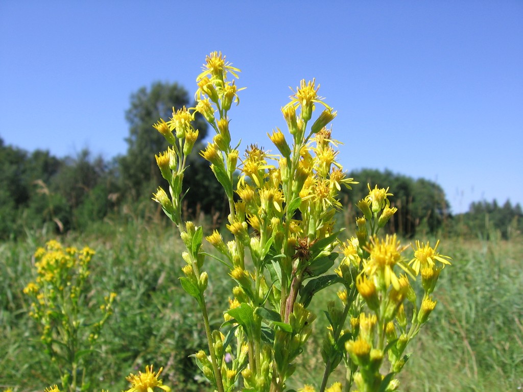 Image of Solidago virgaurea specimen.