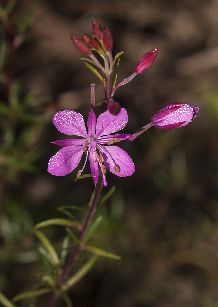 Image of Chamaenerion colchicum specimen.