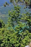 Carpinus betulus. Ветви взрослого дерева. Сербия, национальный парк Тара, плоскогорье Равна Тара, опушка смешанного леса, на скалах. 08.07.2019.