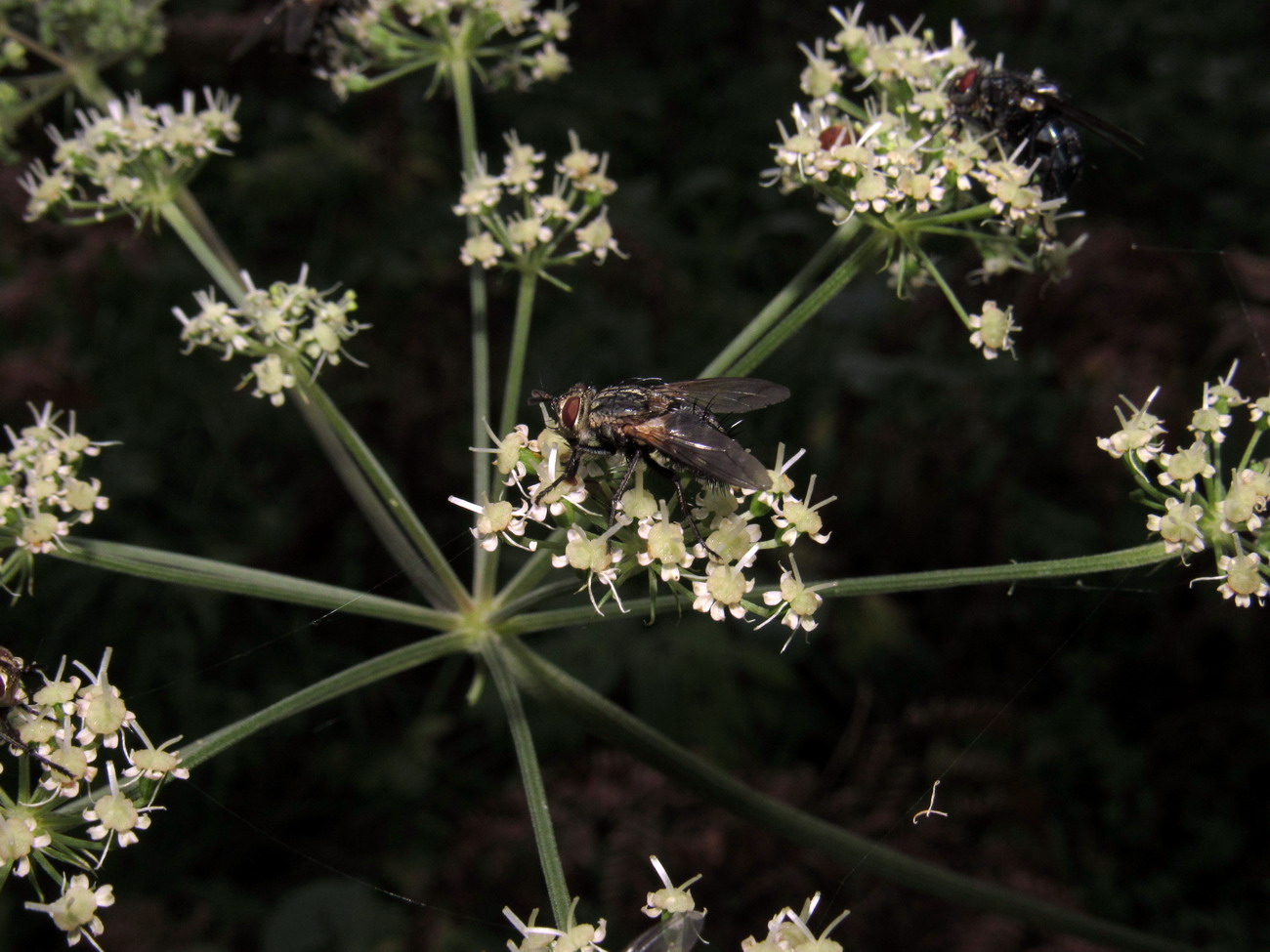 Image of Angelica sylvestris specimen.