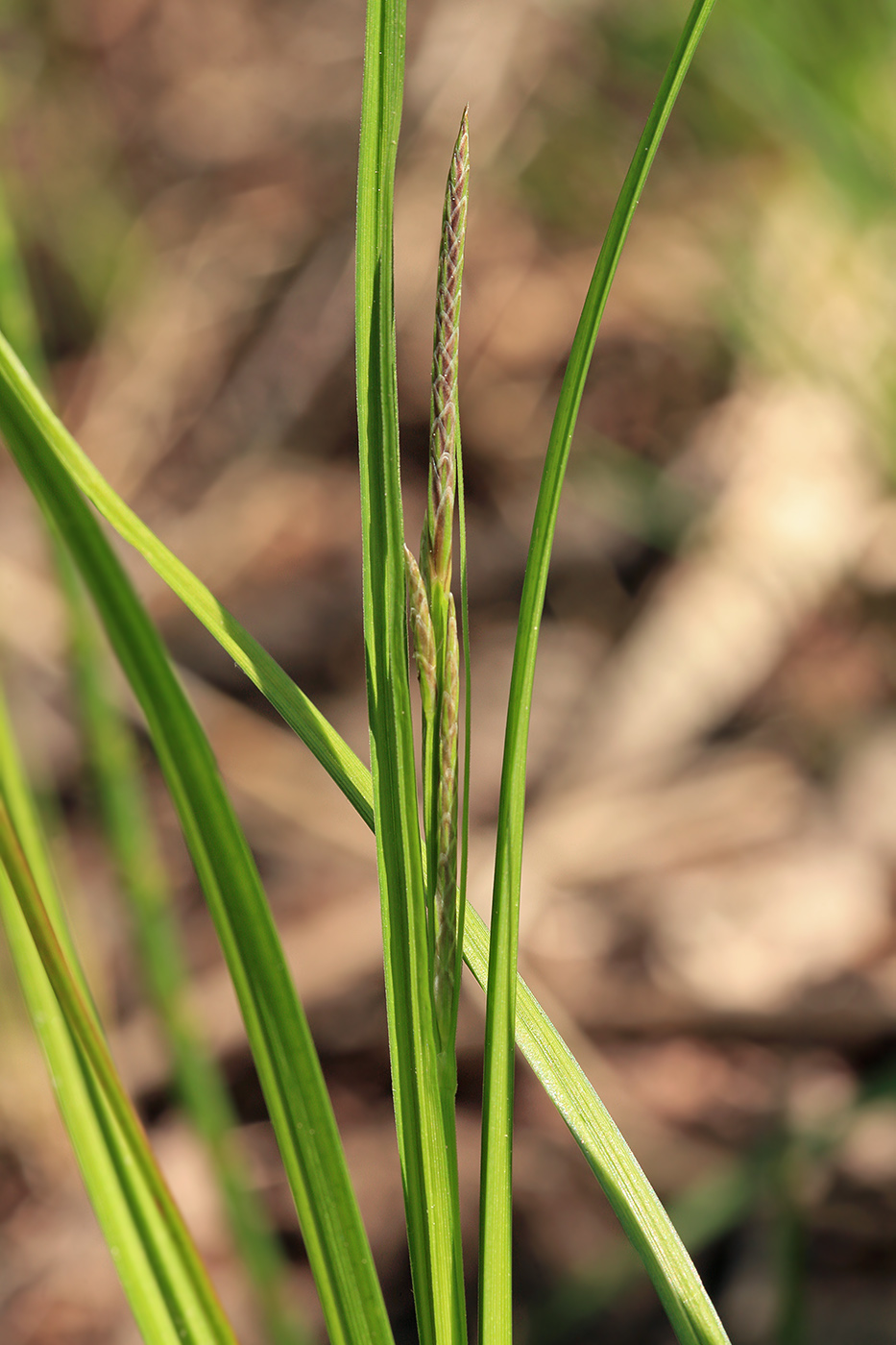 Изображение особи Carex vesicaria.