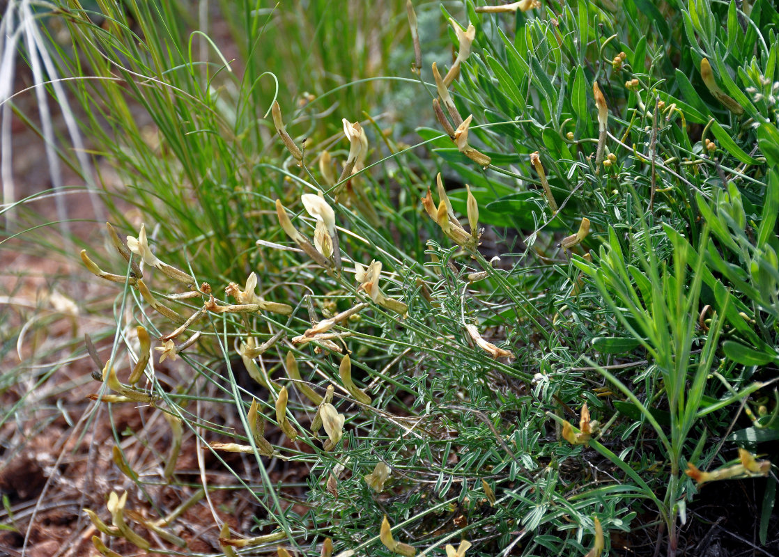 Image of Astragalus ucrainicus specimen.