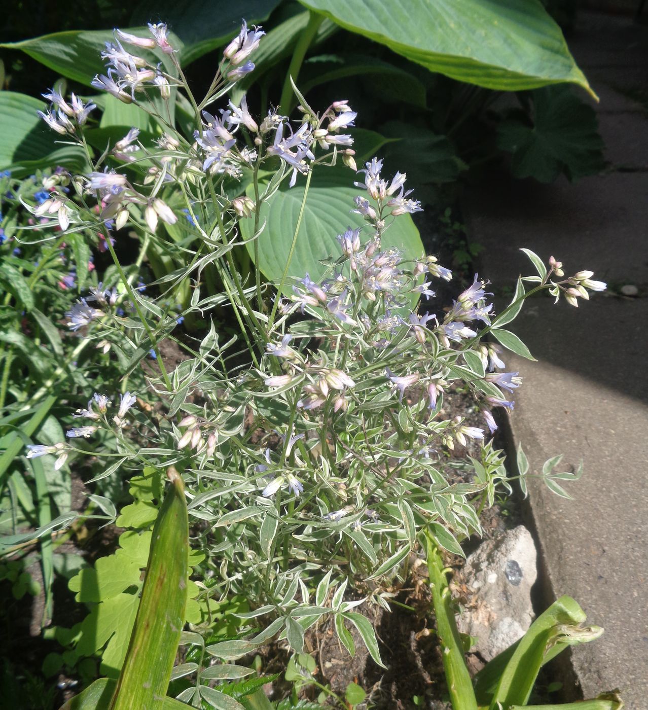 Изображение особи Polemonium reptans.