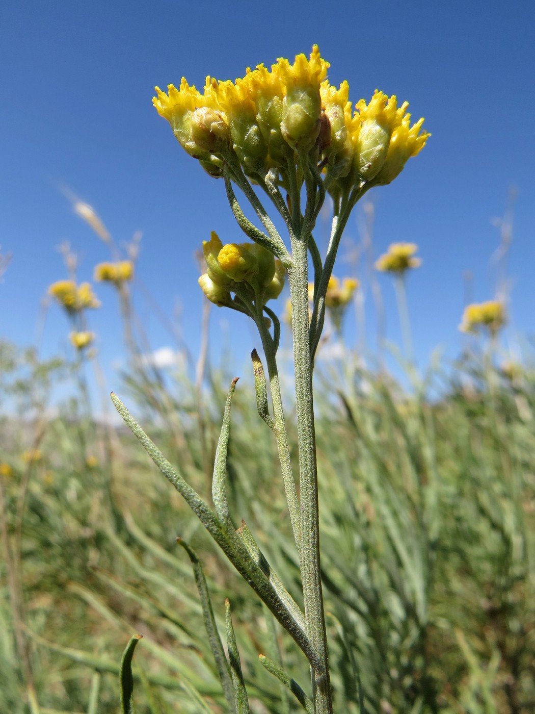 Изображение особи Lepidolopha komarowii.