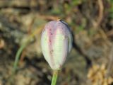 Tulipa korolkowii. Незрелый плод-коробочка. Узбекистан, хребет Нуратау, Нуратинский заповедник, урочище Хаятсай, каменистый склон, около 1450 м н.у.м. 30.05.2020.