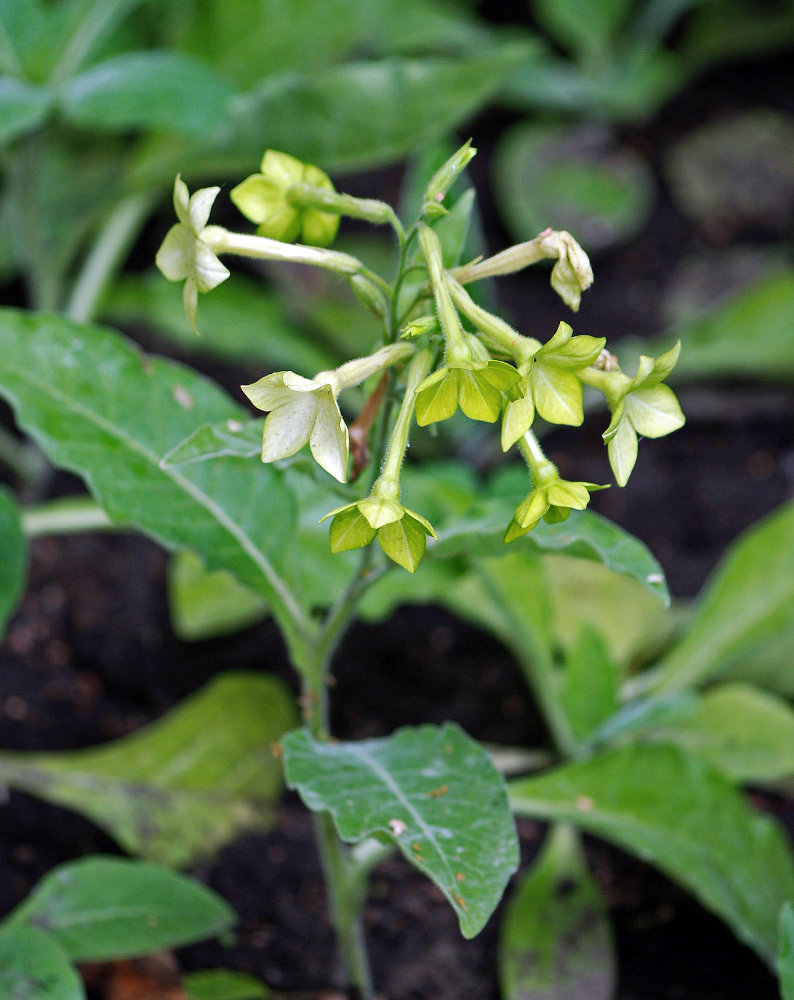 Image of Nicotiana alata specimen.