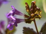 Glechoma hederacea subspecies grandis. Цветки. Киев, 8 мая 2007 г.