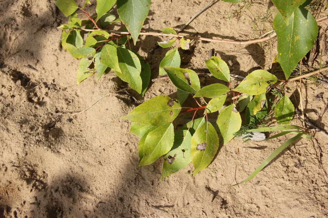 Изображение особи Populus &times; sibirica.