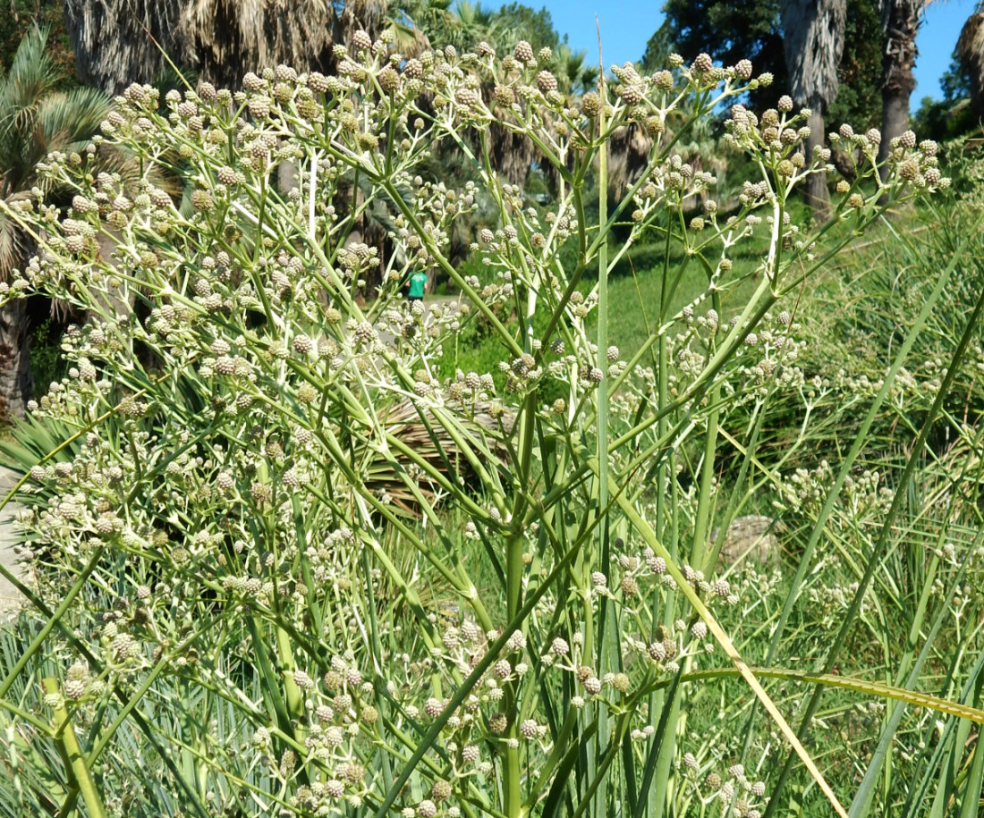 Image of genus Eryngium specimen.