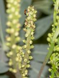 Cussonia paniculata