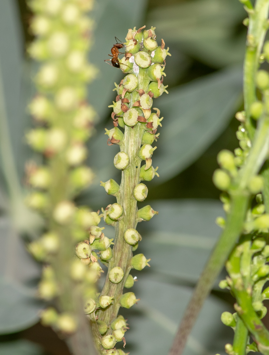 Изображение особи Cussonia paniculata.