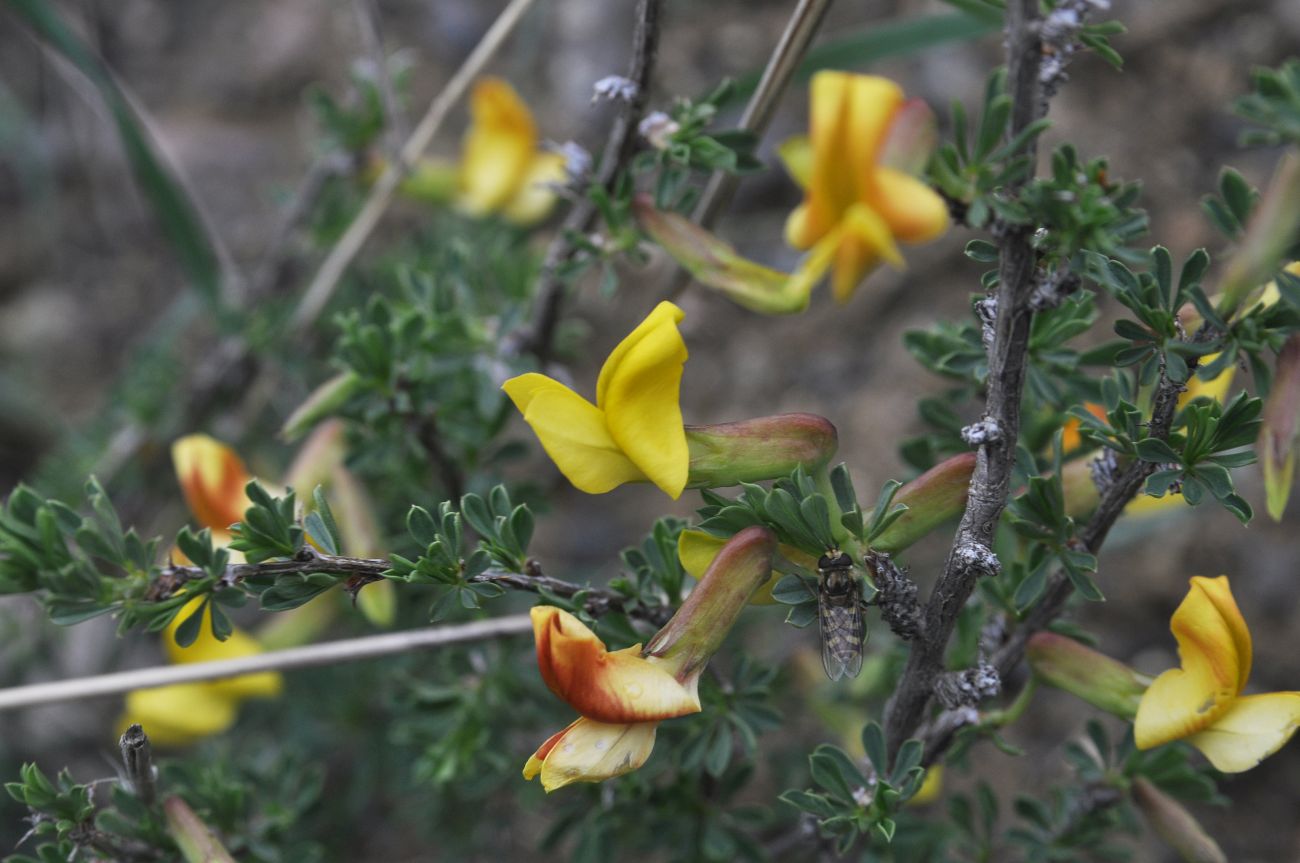 Image of Caragana grandiflora specimen.