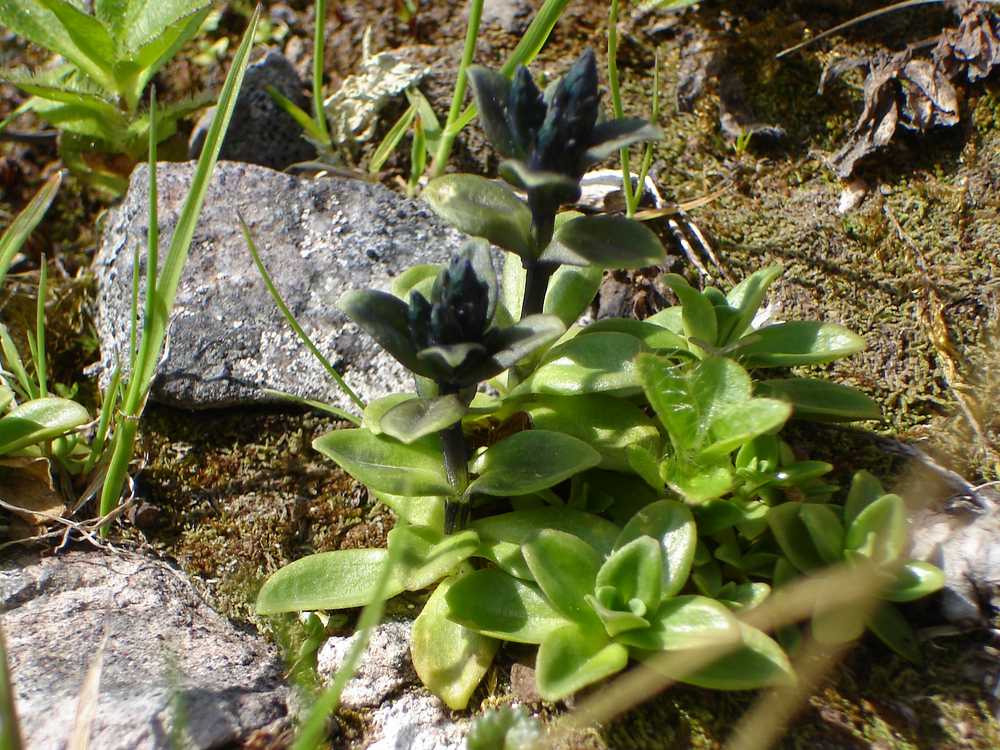 Image of Gentiana glauca specimen.