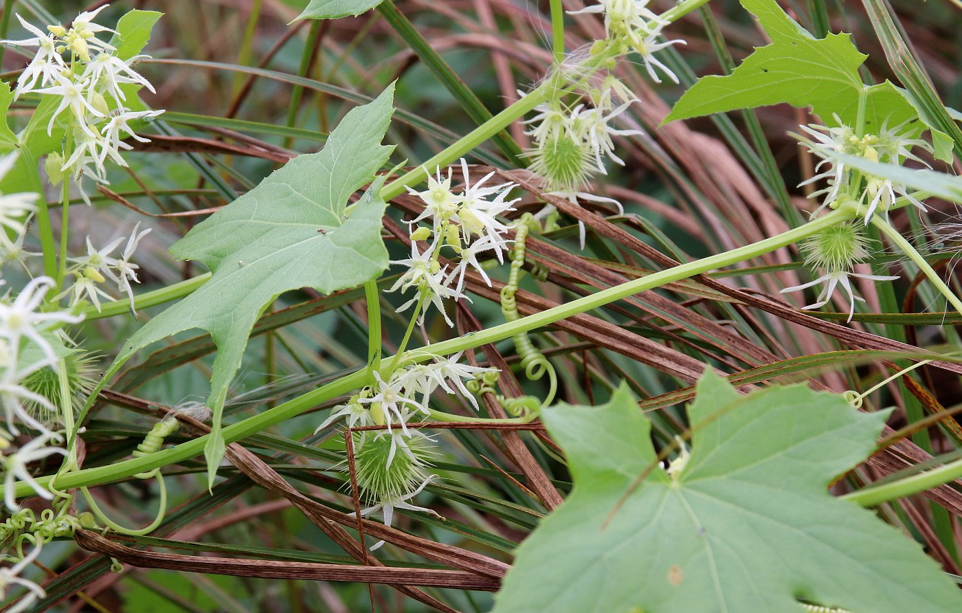 Изображение особи Echinocystis lobata.