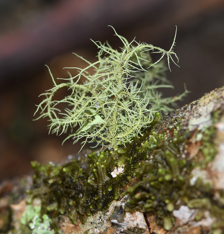 Image of genus Usnea specimen.