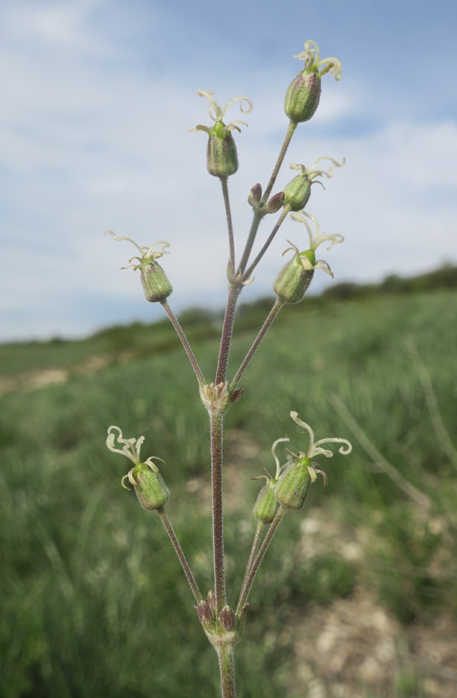 Изображение особи Silene graniticola.