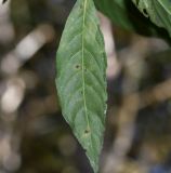 genus Psychotria