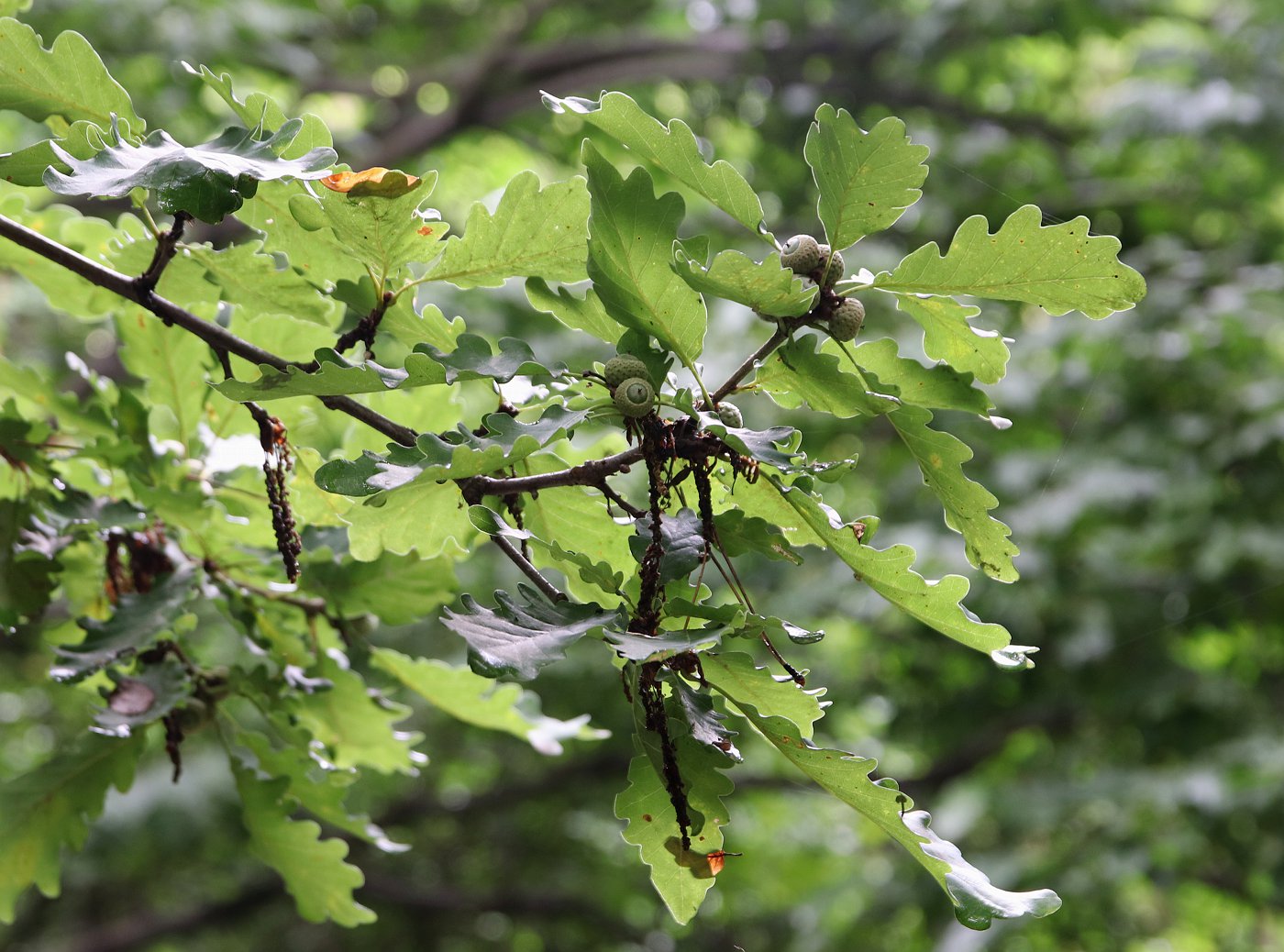 Изображение особи Quercus iberica.