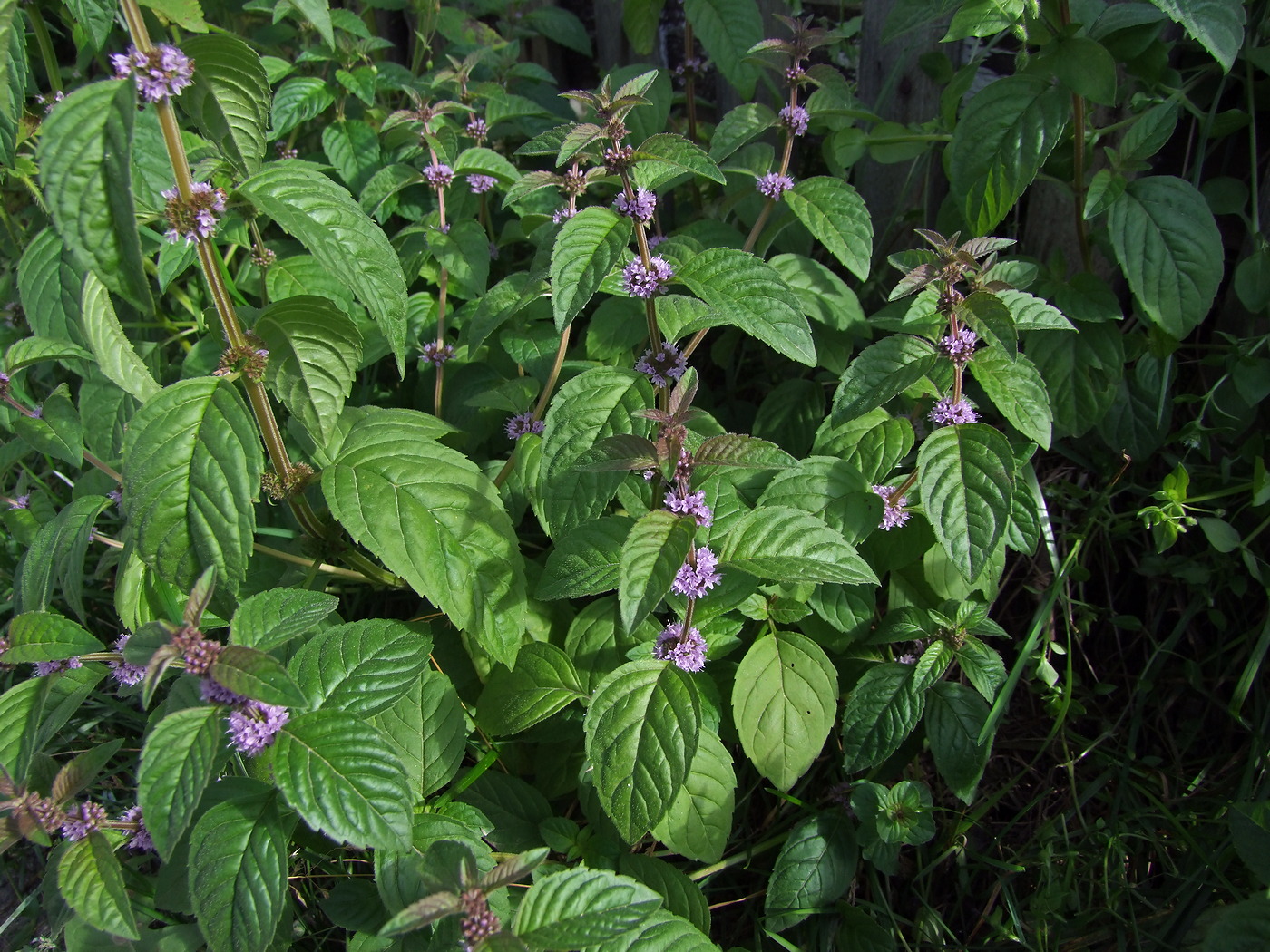 Изображение особи Mentha canadensis.