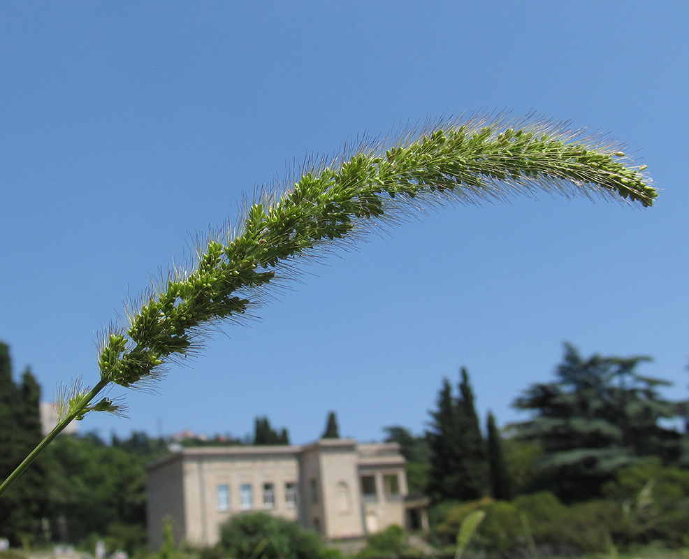 Image of Setaria italica specimen.