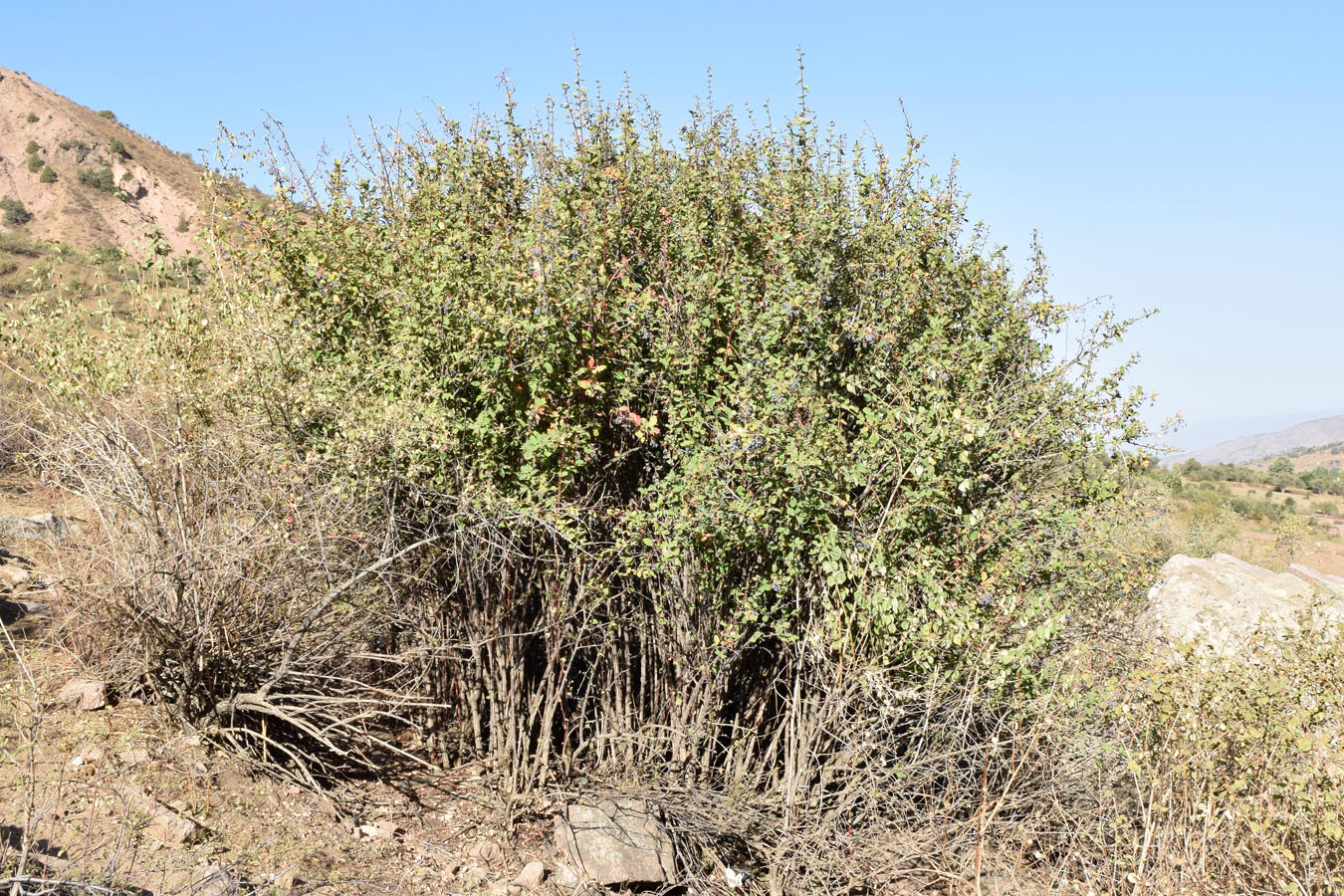 Image of Berberis integerrima specimen.