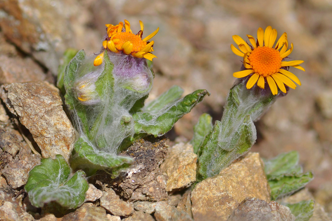 Image of Tephroseris karjaginii specimen.