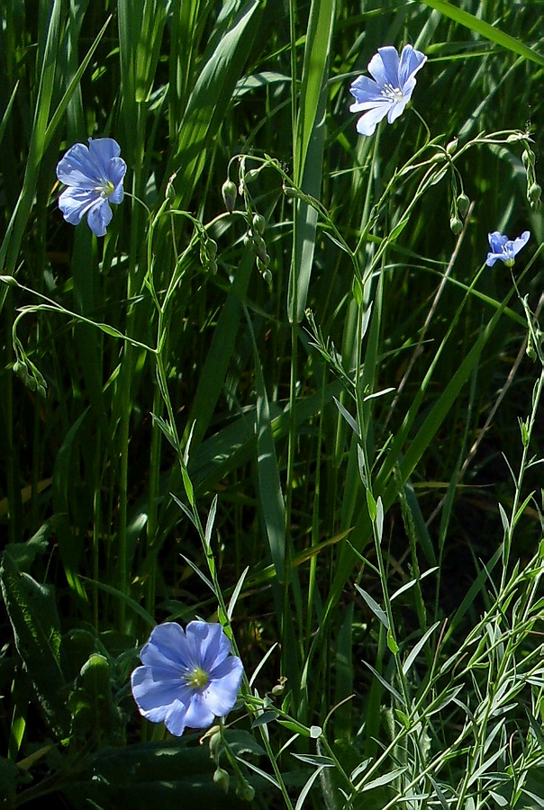 Image of Linum austriacum specimen.