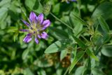 Psoralea subspecies pontica