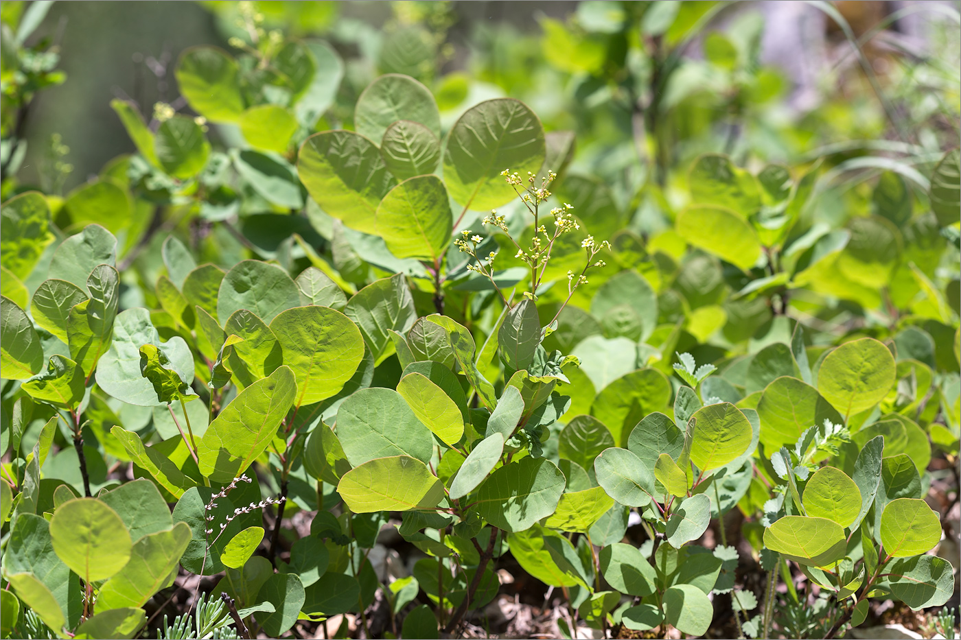 Изображение особи Cotinus coggygria.