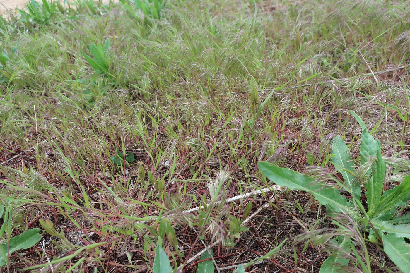 Image of Anisantha tectorum specimen.