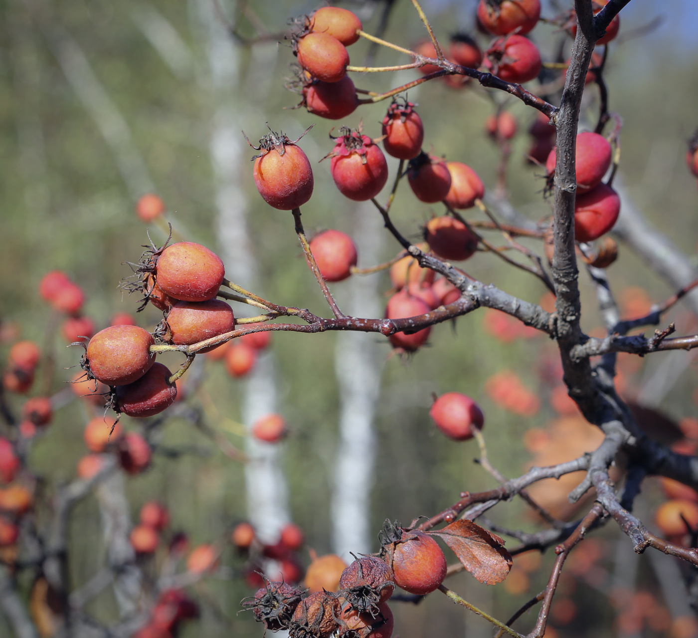 Изображение особи род Crataegus.