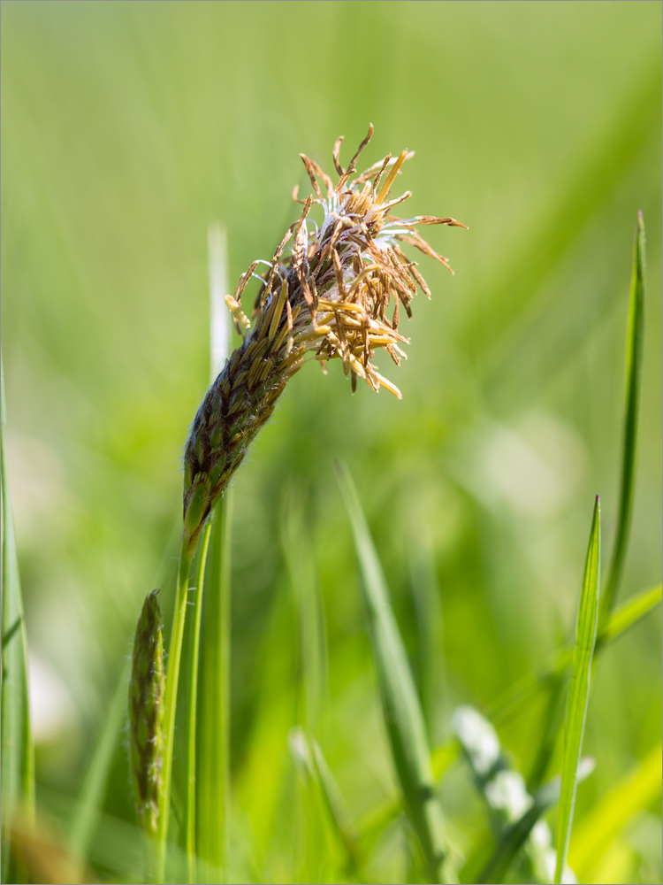 Image of Carex hirta specimen.