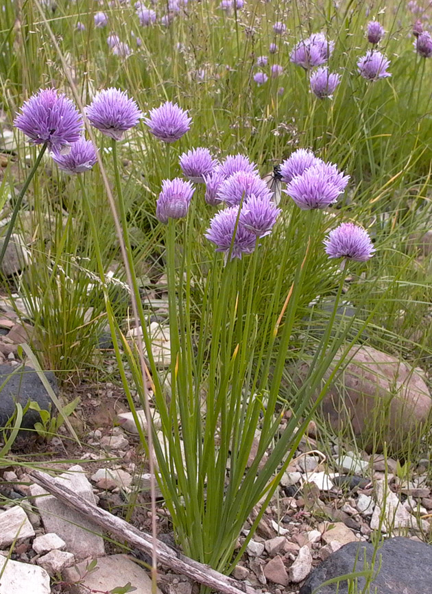 Изображение особи Allium schoenoprasum.